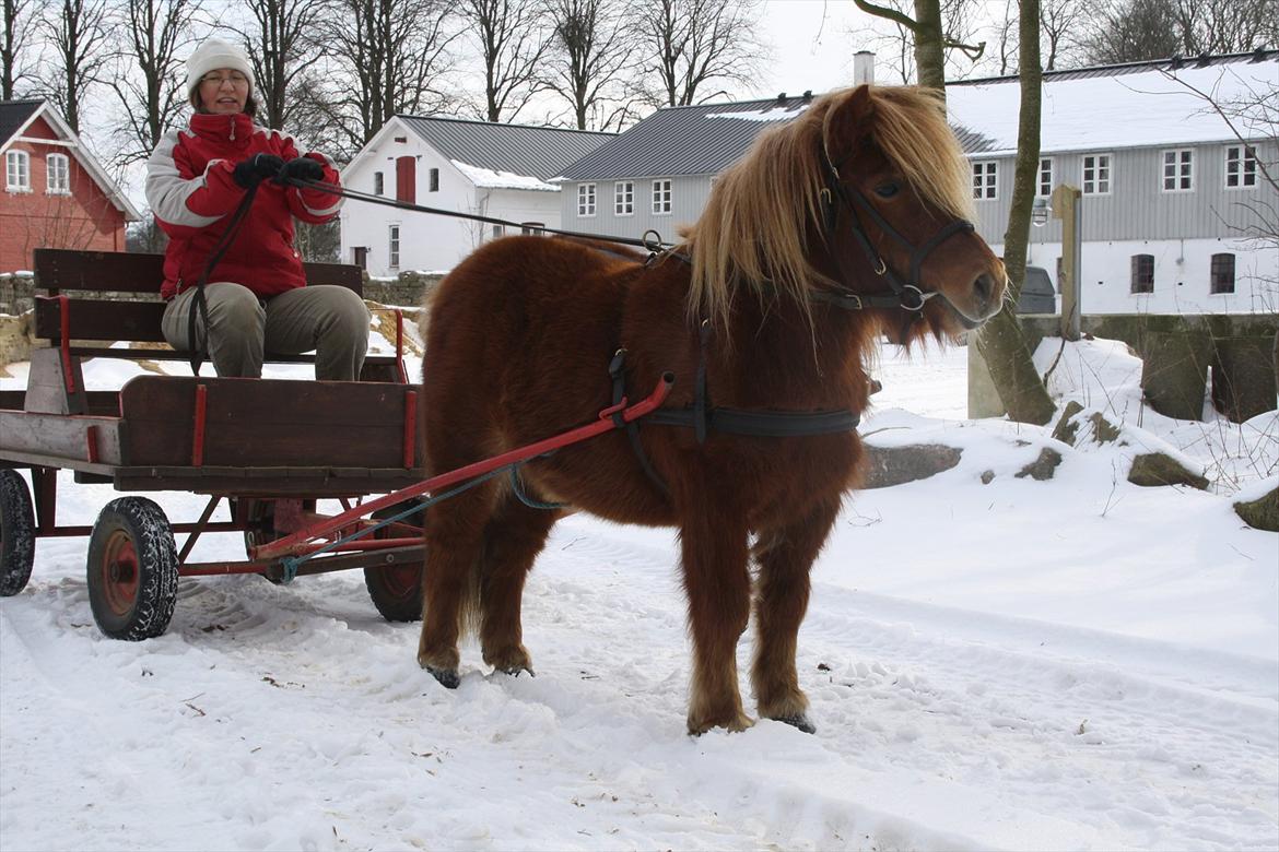 Shetlænder Emil Sporup billede 2