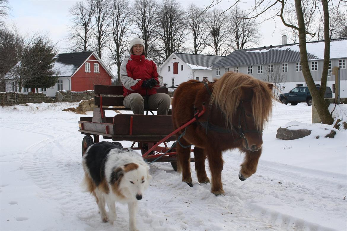 Shetlænder Emil Sporup billede 3