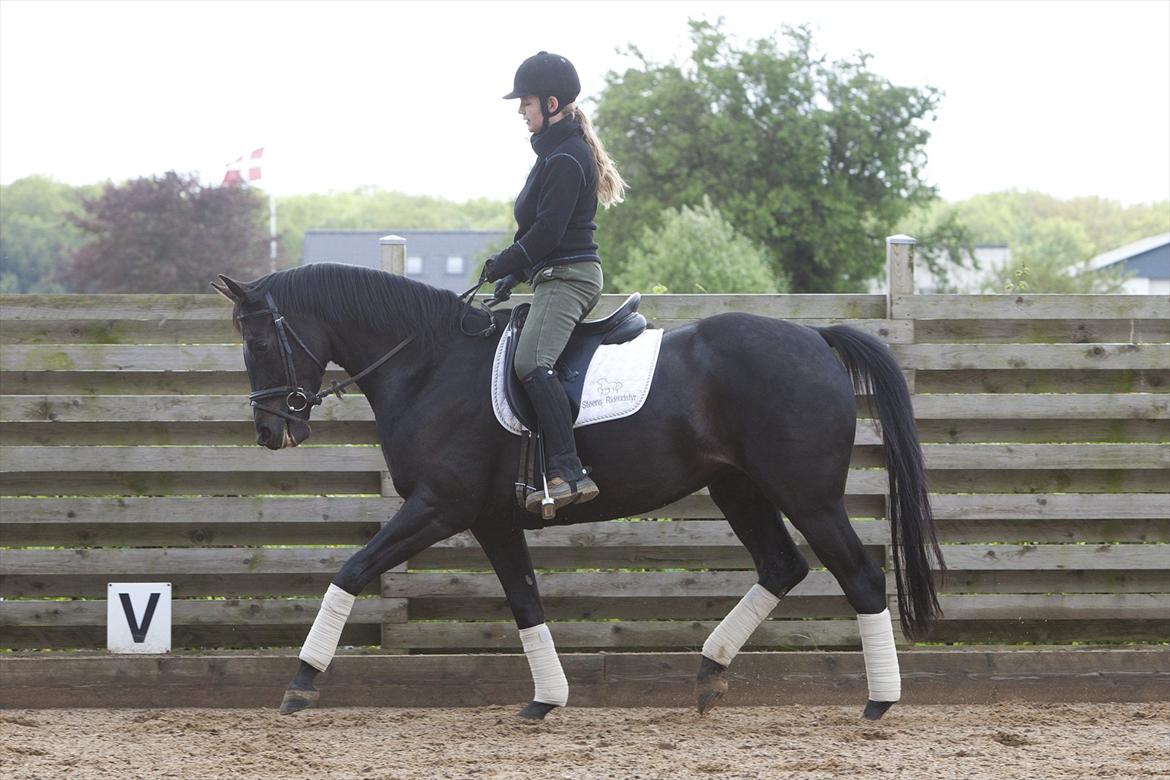 Dansk Varmblod Fabrix Festina - Gitte som har tilredet Festina, her efter 3 uger billede 10