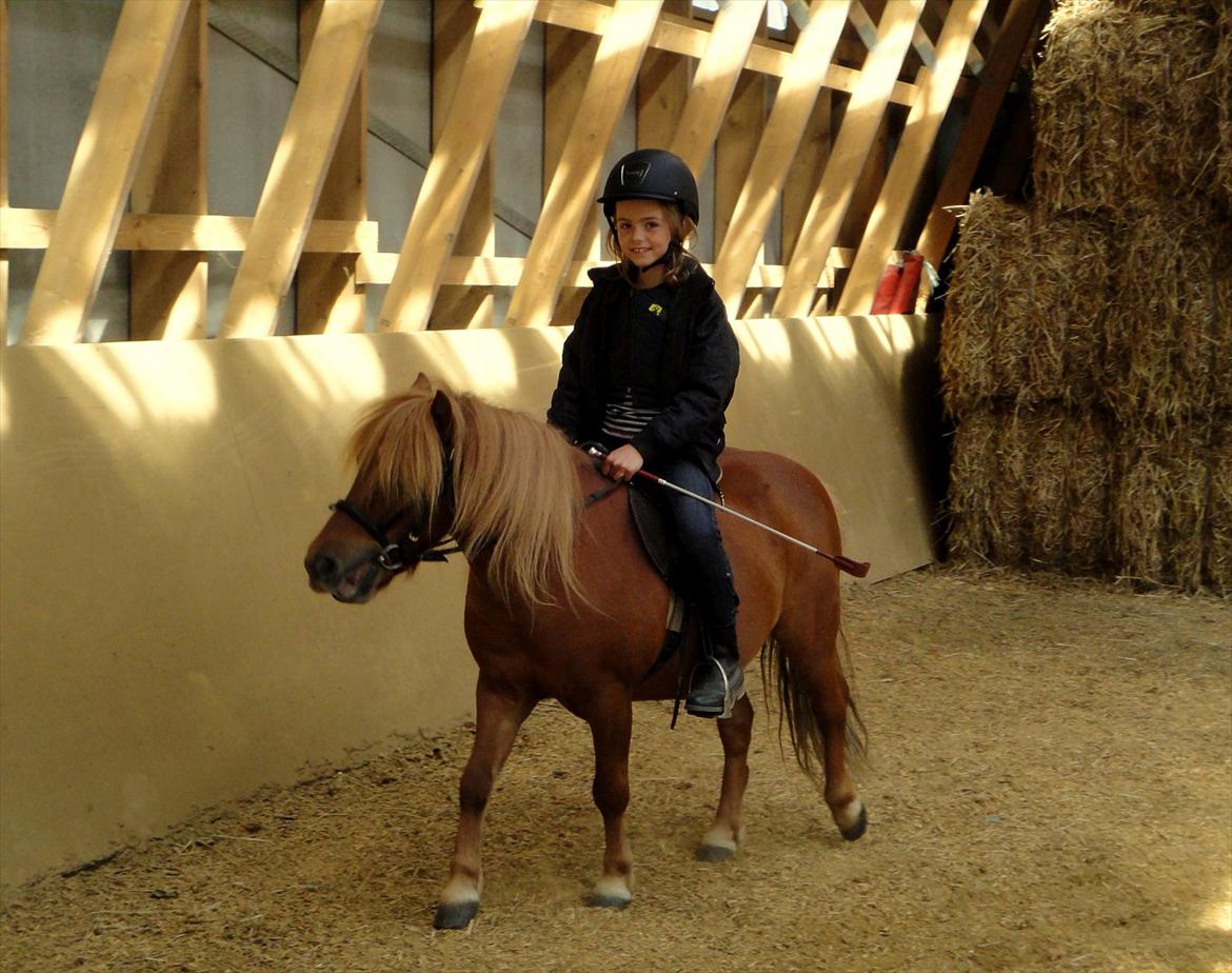 Shetlænder Emil Sporup billede 4