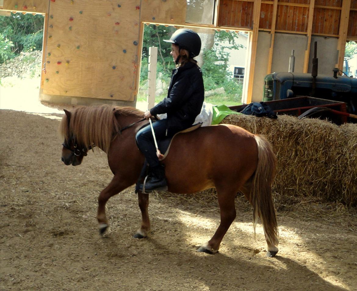 Shetlænder Emil Sporup billede 5