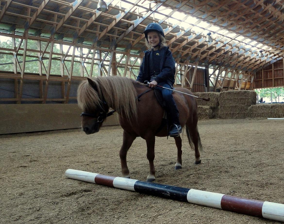 Shetlænder Emil Sporup billede 6