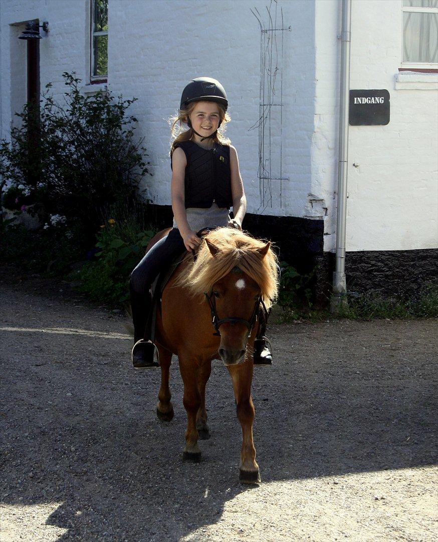 Shetlænder Emil Sporup billede 7