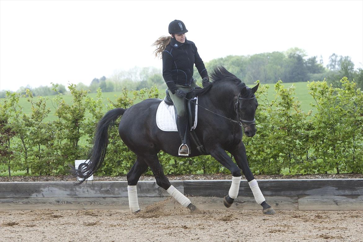 Dansk Varmblod Fabrix Festina - Galop billede 11