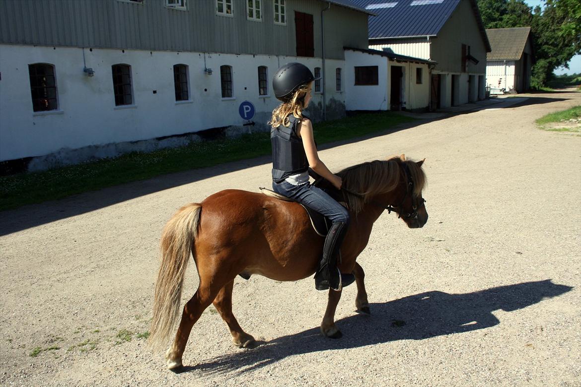 Shetlænder Emil Sporup billede 8