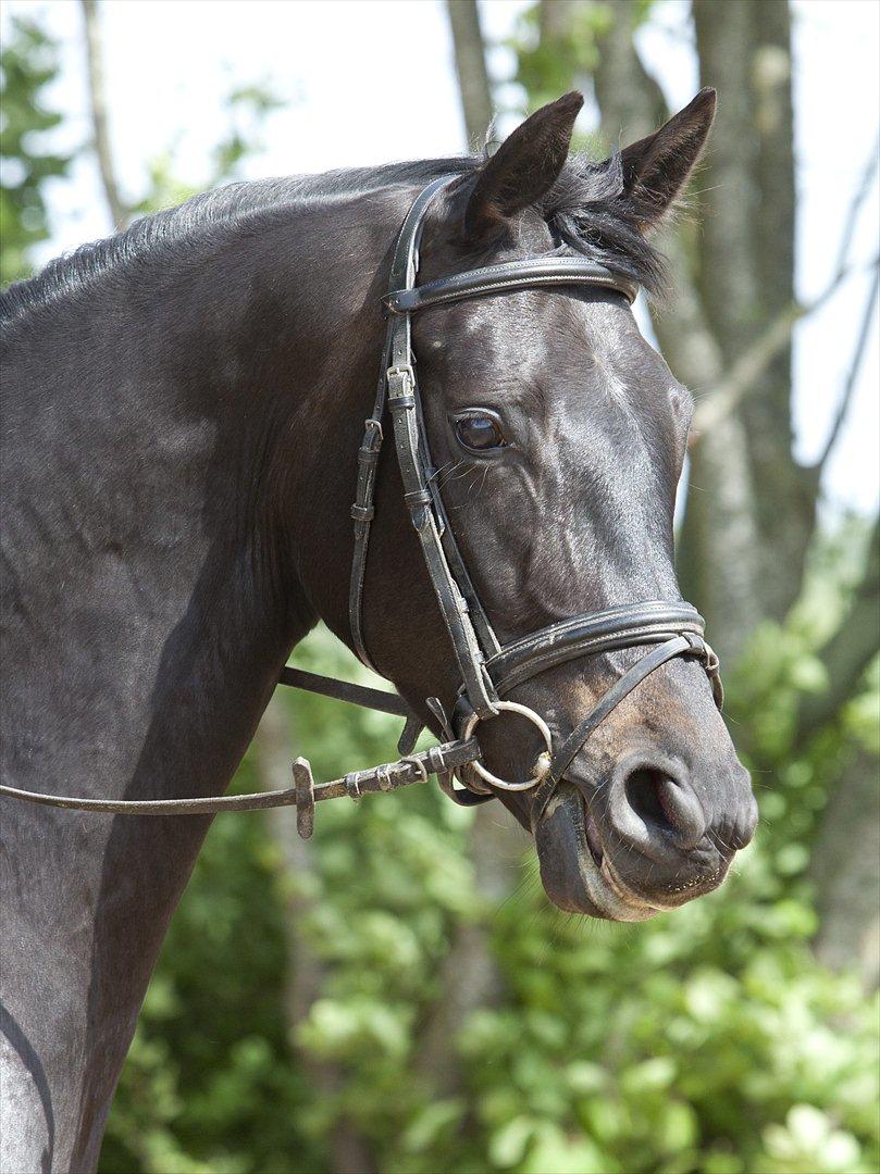 Dansk Varmblod Fabrix Festina - Festina 4 år billede 12