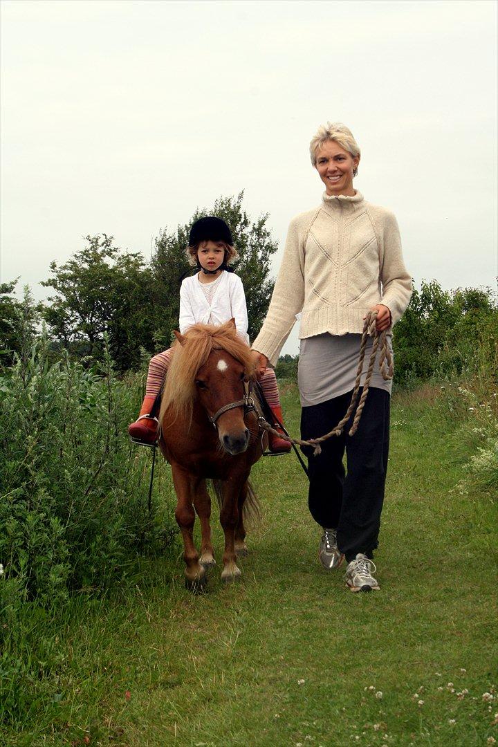 Shetlænder Emil Sporup billede 9