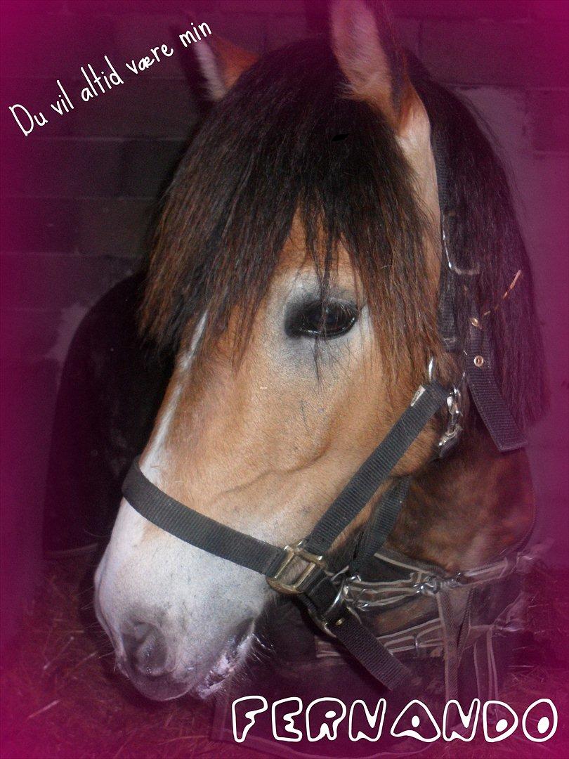 Anden særlig race Fernando - you and me, cant you see,
how your hearts are one<33 billede 5