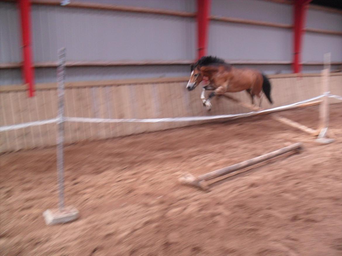 Anden særlig race Fernando - i belive i can fly<33 billede 6