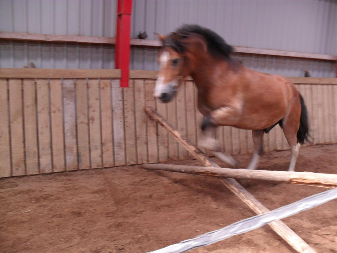 Anden særlig race Fernando - some one like you cant be more beutifull<33 billede 7