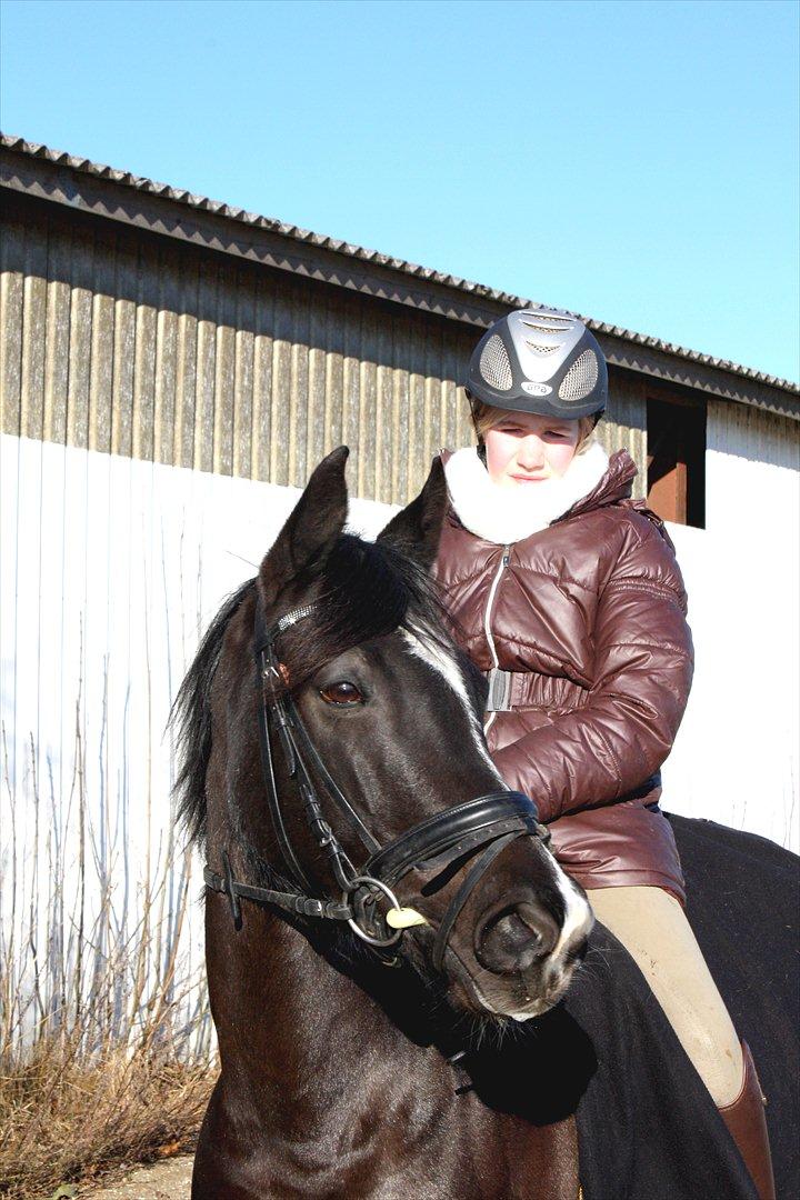 Welsh Cob (sec D) Knockilla Tamara <3 R.I.P billede 5