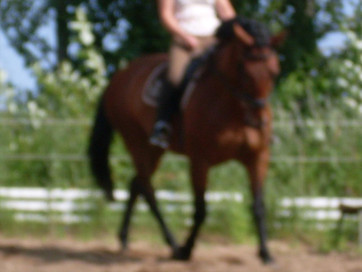 Anden særlig race Ziva Davîd  billede 8