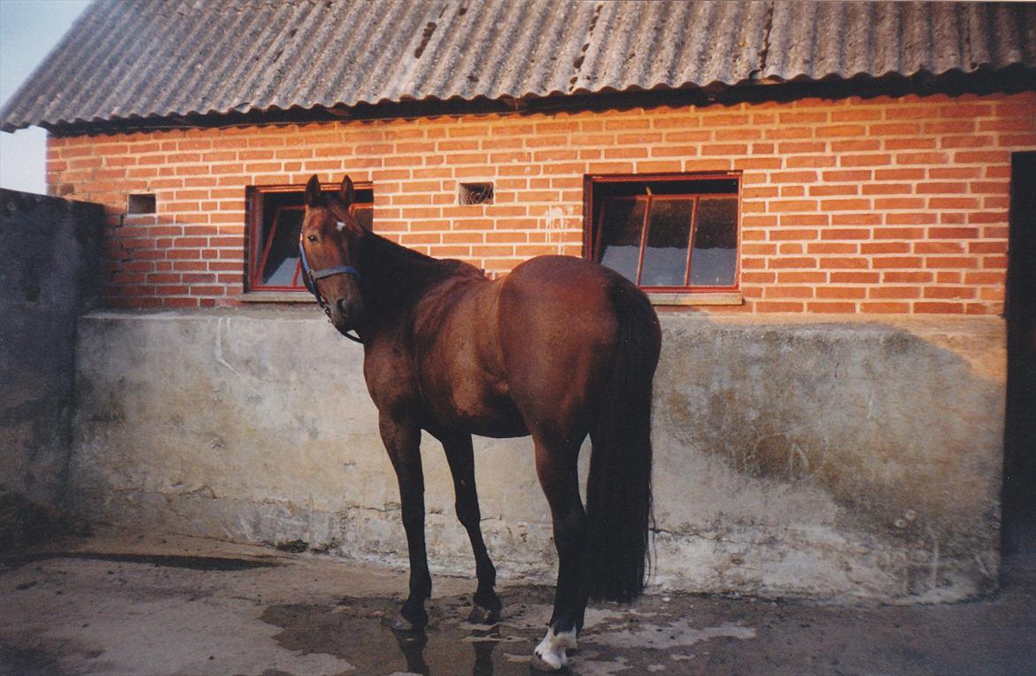 Traver Lucky billede 2