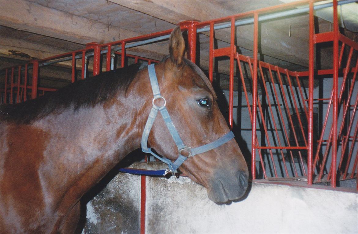 Traver Lucky billede 3