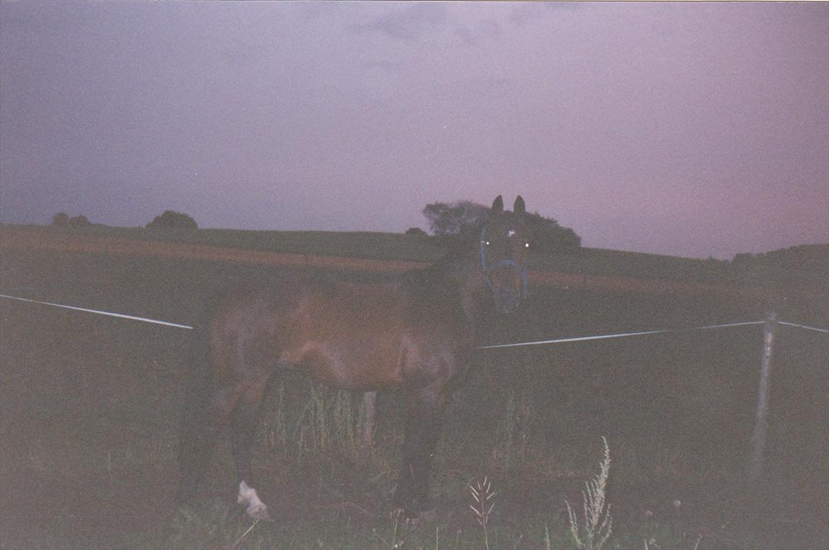 Traver Lucky billede 8