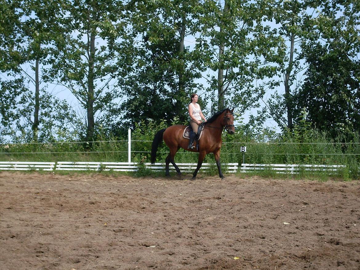 Anden særlig race Ziva Davîd  billede 9