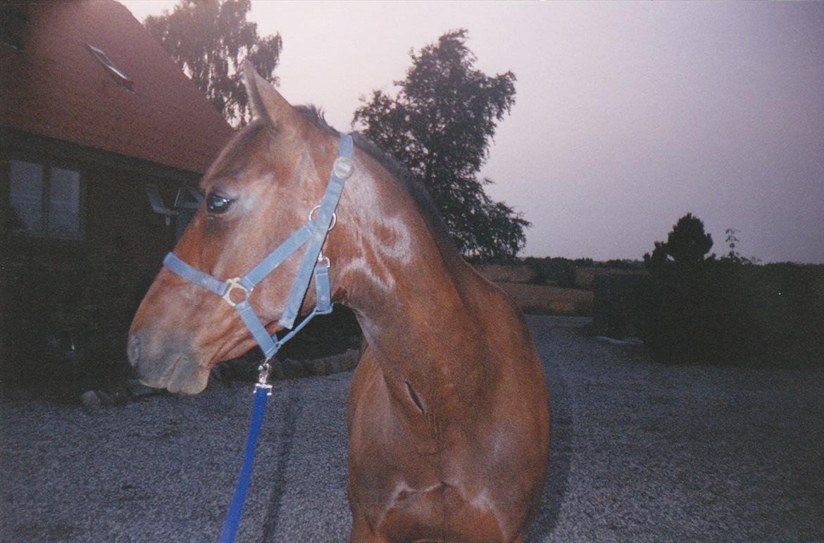 Traver Lucky billede 7