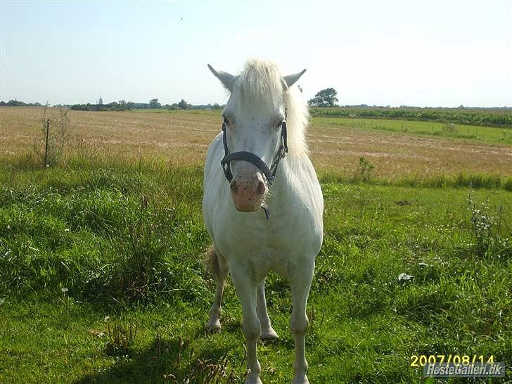 Anden særlig race Manse billede 4
