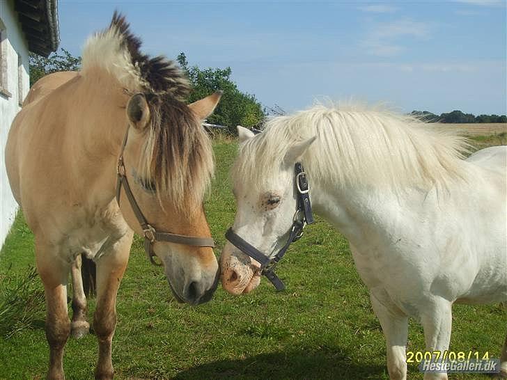 Anden særlig race Manse - Min dejlige pony sammen med sin gamle foldmakker Blop billede 5