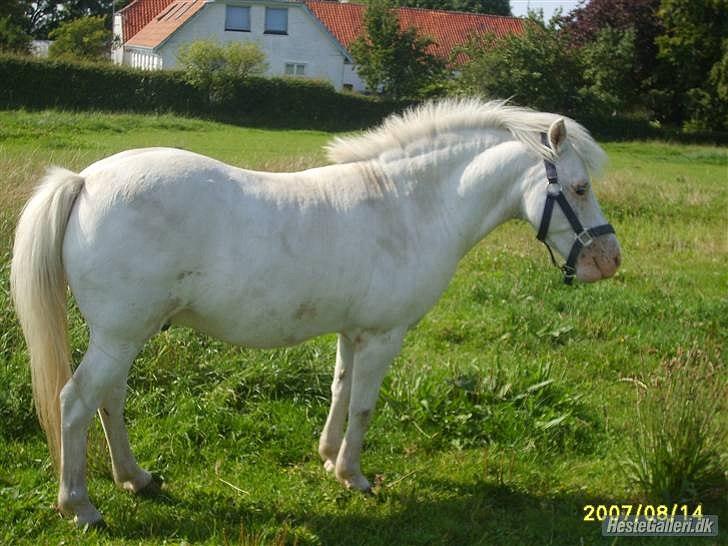 Anden særlig race Manse billede 6