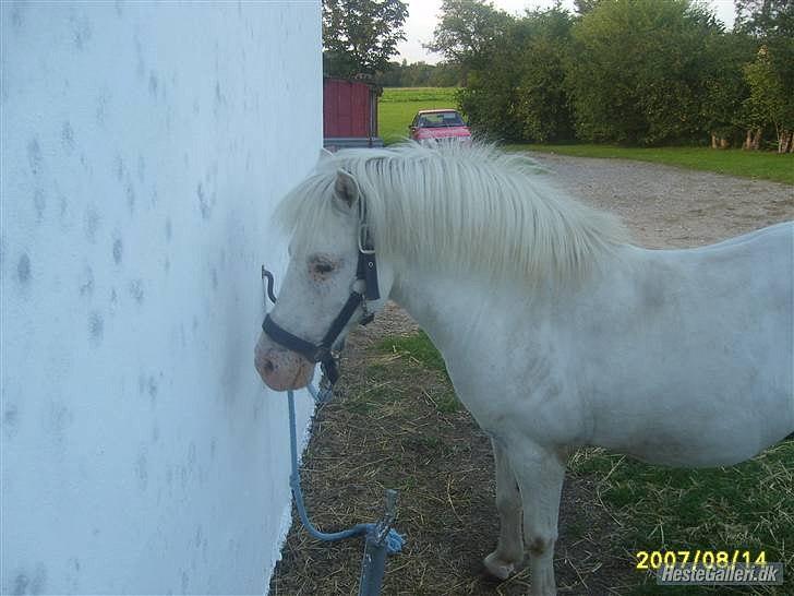 Anden særlig race Manse billede 7