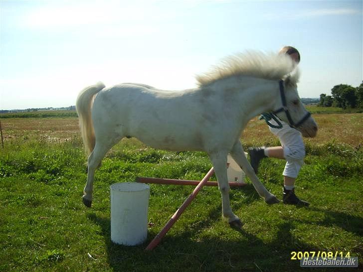Anden særlig race Manse - Ved godt det ikke er helt super taget, men hans man sidder altså meget godt! billede 8