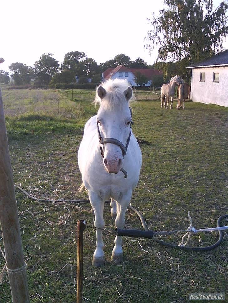 Anden særlig race Manse billede 9