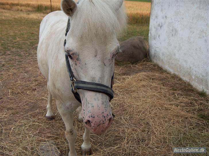 Anden særlig race Manse - Det aller første billed jeg fik af ham.. billede 3