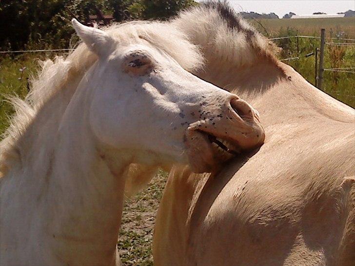 Anden særlig race Manse billede 10