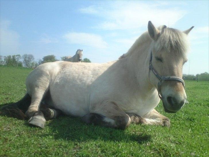 Fjordhest Skovsgårds Tronja - Afslappet dag på folden billede 2