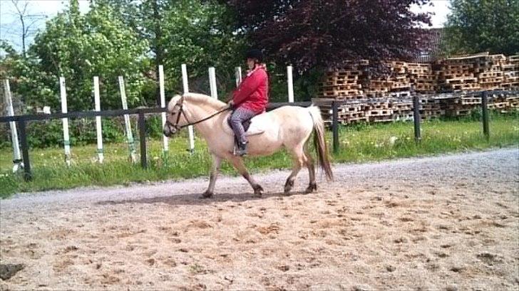 Fjordhest Skovsgårds Tronja billede 3