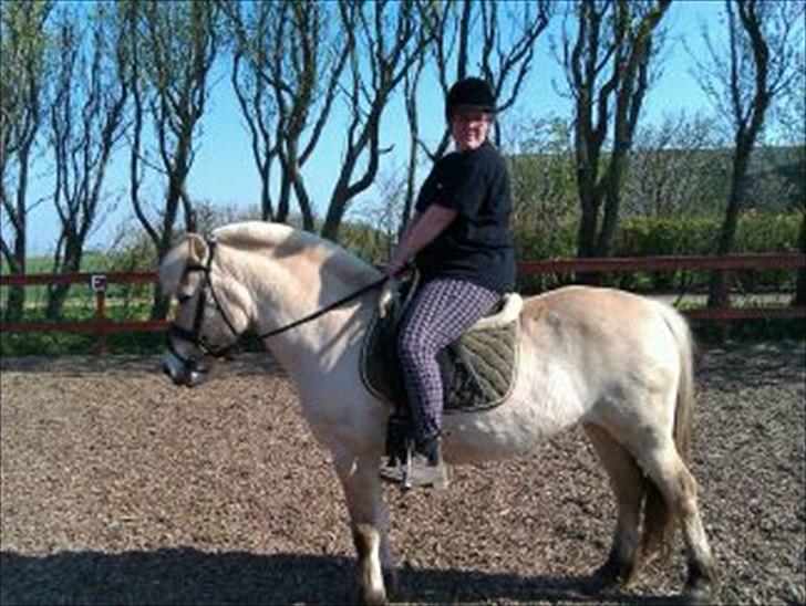 Fjordhest Skovsgårds Tronja - Første gang jeg prøvede at ride Tronja billede 4