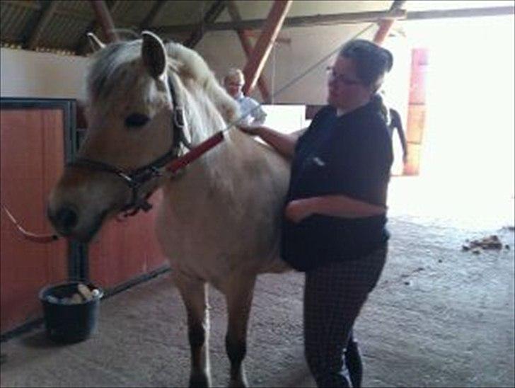 Fjordhest Skovsgårds Tronja - Første gang jeg så Tronja billede 5