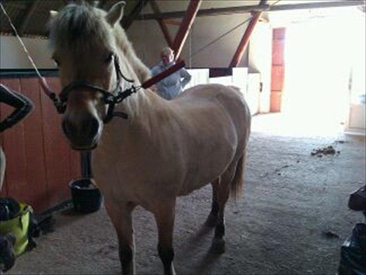 Fjordhest Skovsgårds Tronja billede 6