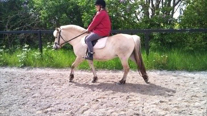 Fjordhest Skovsgårds Tronja billede 7