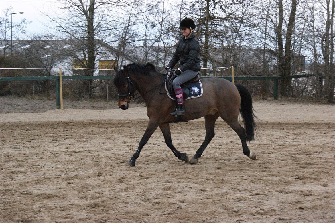 Hollandsk Sportspony | Elim - marts 2011! (: billede 14