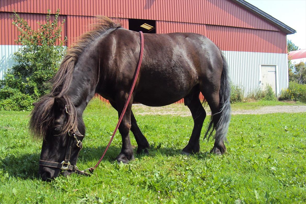 Shetlænder Bølle - Velkommen til Bølles profil<3 billede 5