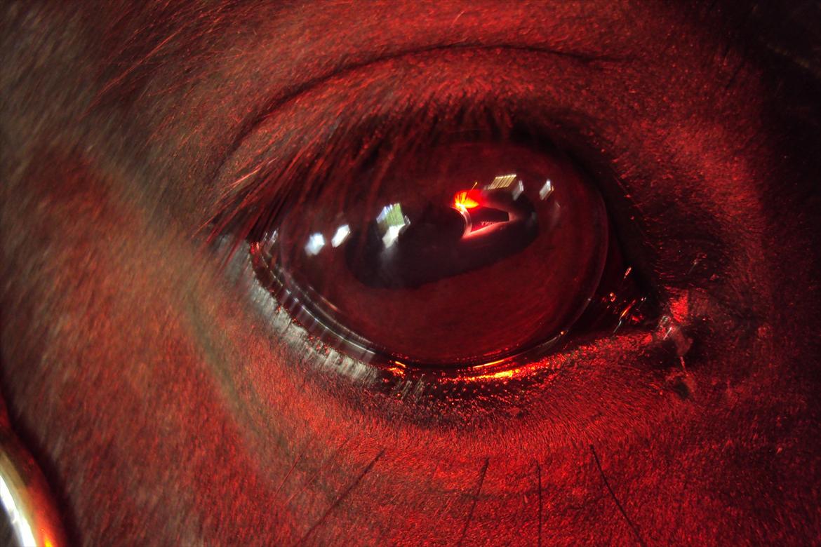 Shetlænder Bølle - miiin søde lille basse mand vi holder for blitzen<3 billede 6