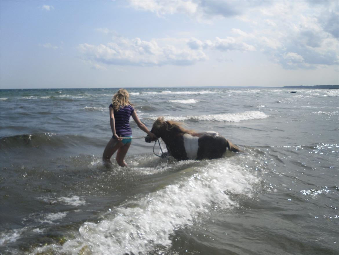 Shetlænder Stjernens Mini-King - Jaa, han kom ud i vandet :D billede 4