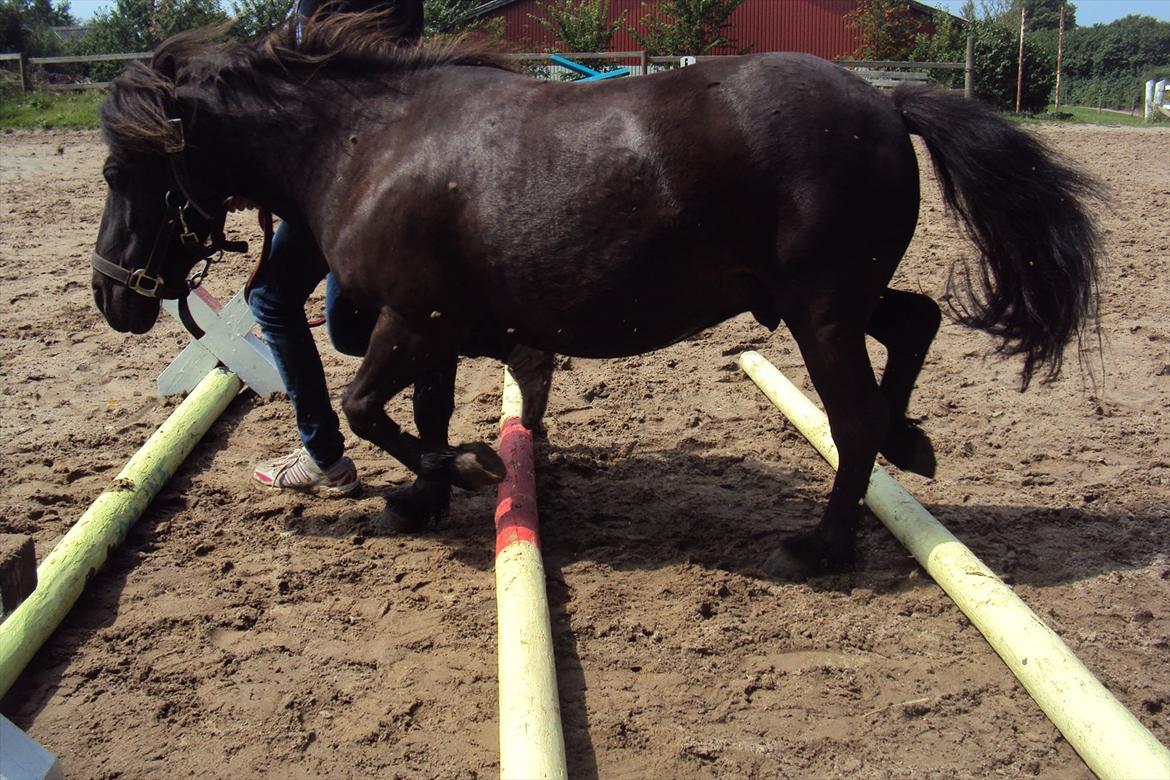 Shetlænder Bølle - så kom han igang den lille bandit<3 billede 3