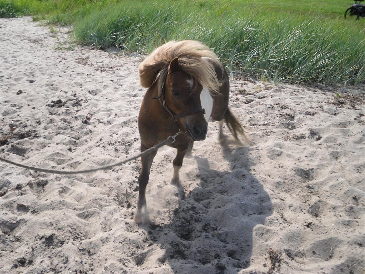 Shetlænder Stjernens Mini-King - Stranden 2011  billede 3