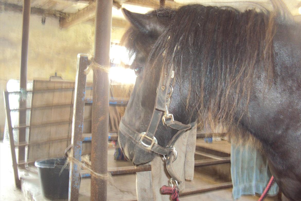 Shetlænder Bølle - nurh lille basse<3 en eller anden hun kom på besøg som Bølle ikke havde set før ;)
foto: sahra eller migh xP billede 8