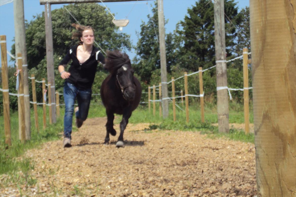 Shetlænder Bølle - Bølle stikker af med sahra xP
foto: mig xD billede 15