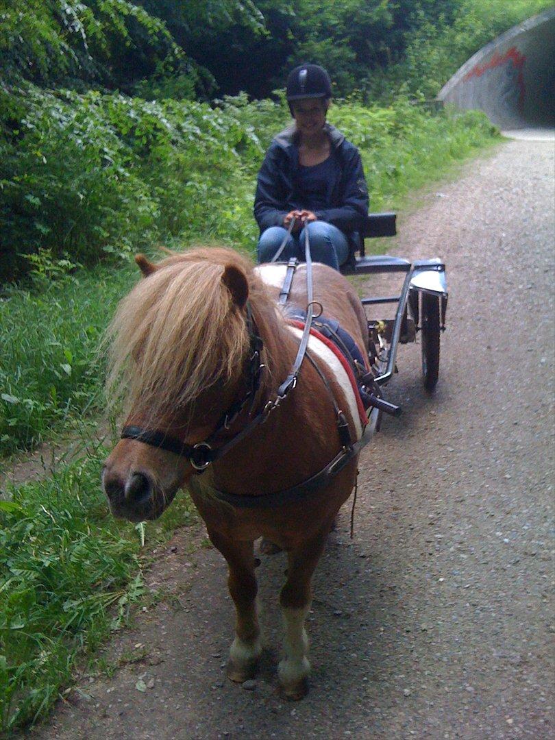 Shetlænder Stjernens Mini-King - Kingbing med mig i vognen :) <3 billede 2