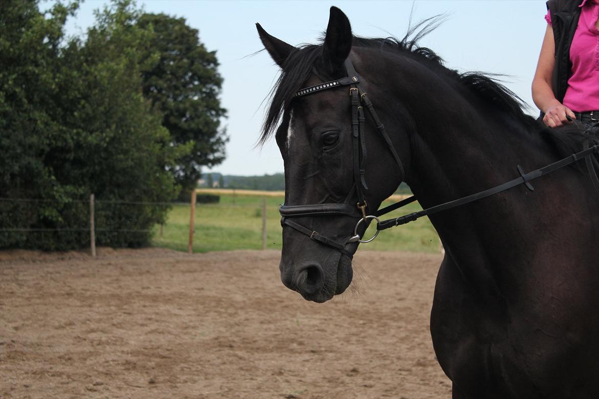 Dansk Varmblod | Definitely Dark. billede 3