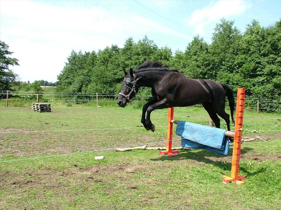 Anden særlig race Uzuri billede 18