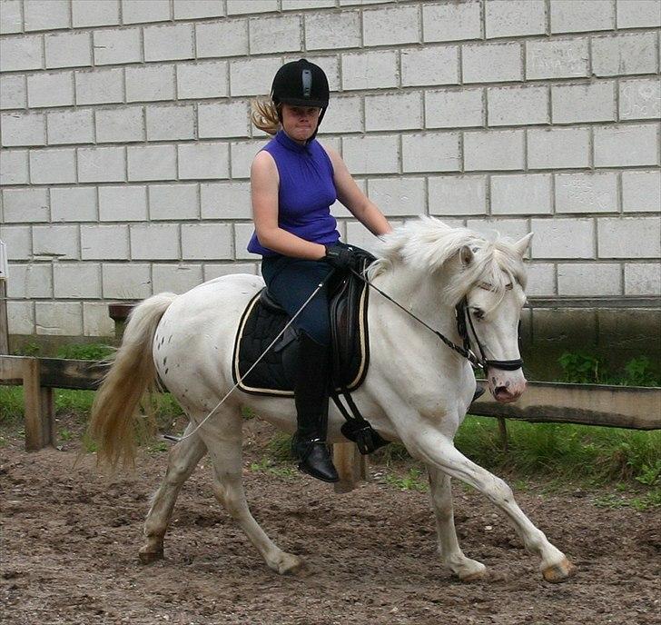 Anden særlig race Sigge (Stratego) - galop er svært:) billede 12