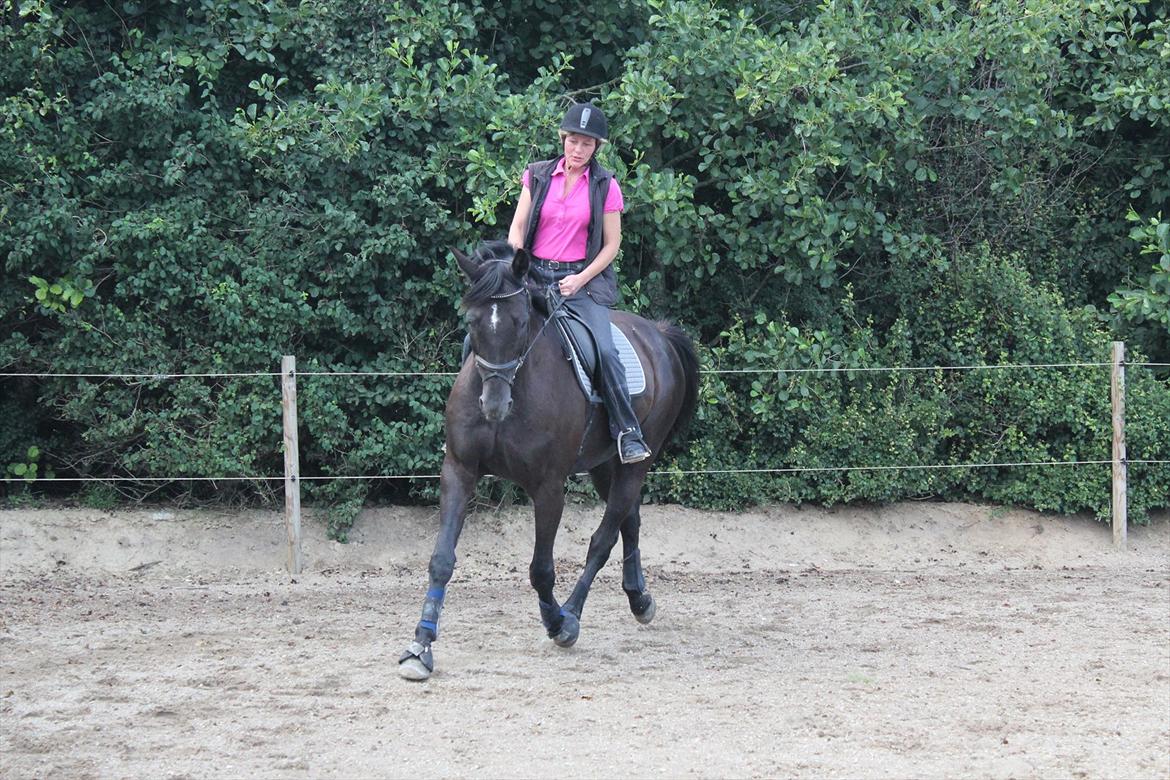 Dansk Varmblod | Definitely Dark. billede 4