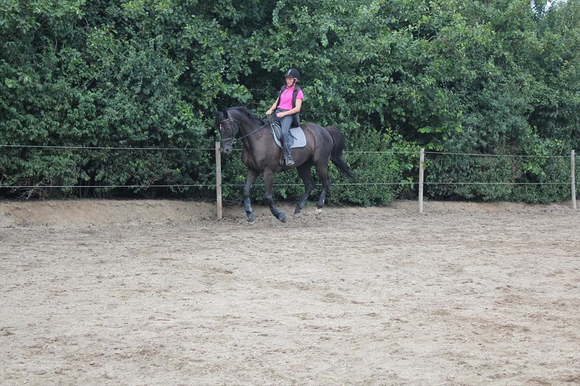 Dansk Varmblod | Definitely Dark. billede 6