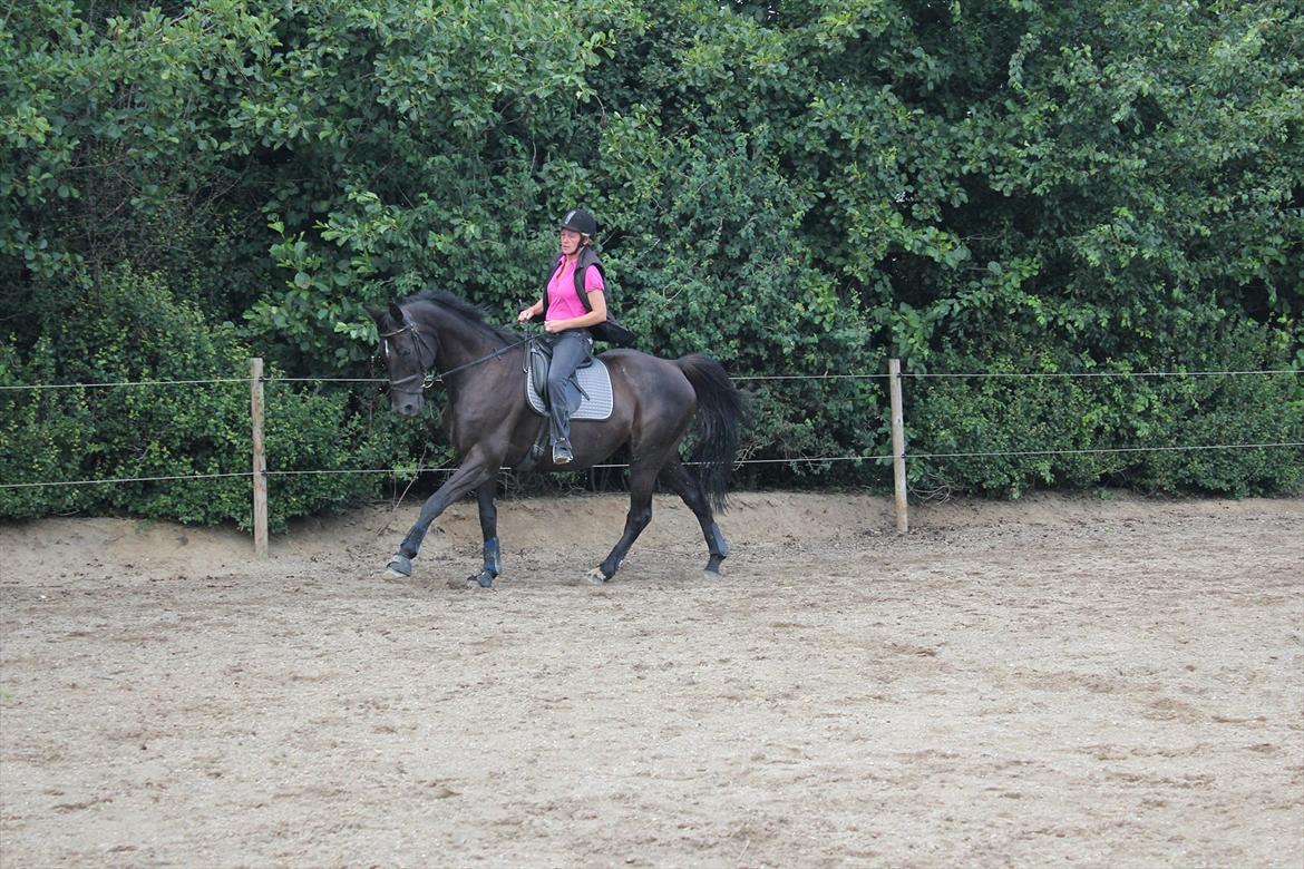 Dansk Varmblod | Definitely Dark. billede 10